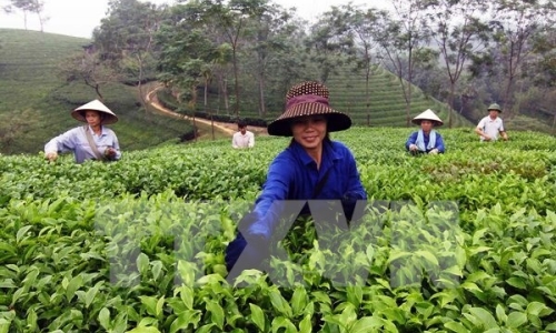 Quảng bá sản phẩm trà B’Lao tại tuần văn hóa trà Lâm Đồng